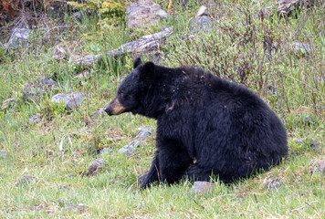 Black Bear in Springtime in Yellowstone National Park Wyoming
