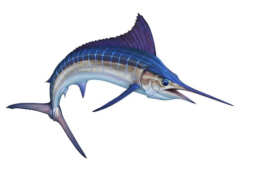 Blue marlin isolated on white background