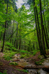 Peaceful Forest Stream Flowing Through Mossy Terrain in Piatra Craiului National Park, Moieciu, Brașov County, Romania