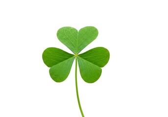 Green clover leaf isolated on white background for st patrick's day