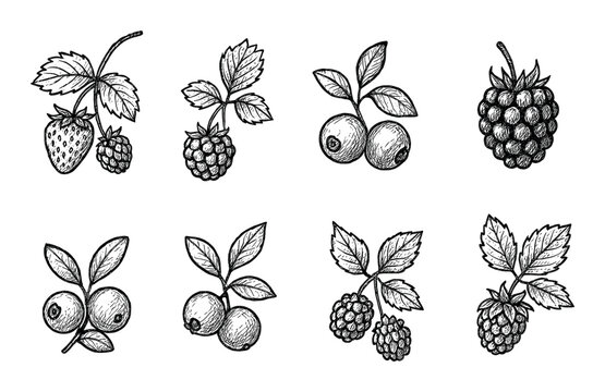 Wild Berry Icons