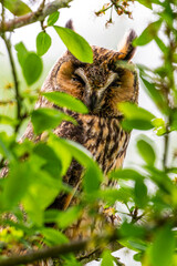 Hibou moyen-duc (Asio otus - Long-eared Owl)
