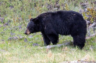 Black Bear in Springtime in Yellowstone National Park Wyoming