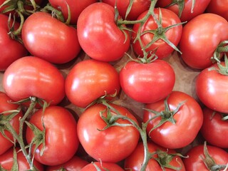 red tomatoes on the vine