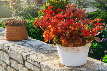 Bright red flowers bloom in pots on a sunny stone wall in a garden setting