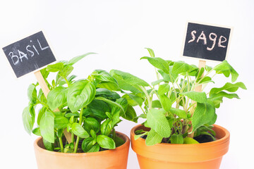 Fresh basil and sage plants in terracotta pots with chalkboard labels on white background