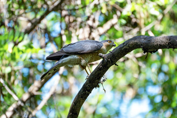 The male sparrowhawk or Eurasian sparrowhawk (Accipiter nisus) holds the prey - a small bird - with his leg while sitting on a tree branch, close-up