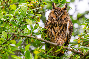 Hibou moyen-duc (Asio otus - Long-eared Owl)