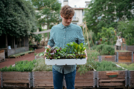 A young man holds a tray of fresh vegetable seedlings in an urban garden. He is preparing to plant them in the raised beds. This shows sustainable living and urban farming.
