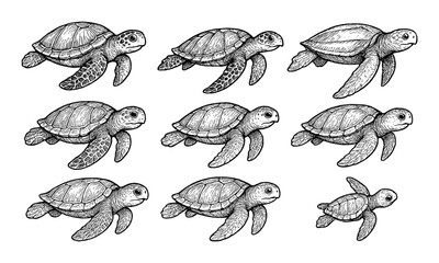 Fototapeta premium Turtle Icon Collection