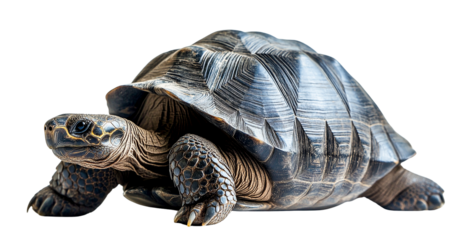 Galapagos tortoise isolated on transparent background