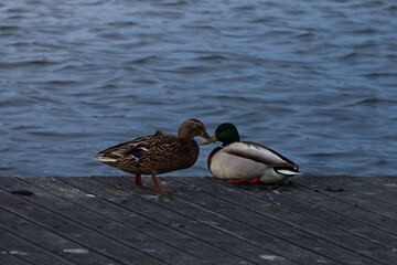 ducks on a bridge