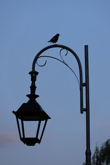 A bird on the street lamp