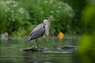 Great blue heron standing on a branch in the water with  city trash in the background