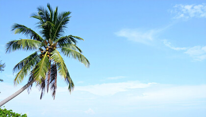 Palm tree sidebar on the tropical summer beach with blue sky and sea and white clouds abstract background. Copy space of summer vacation and business travel concept. Pastel colors style.