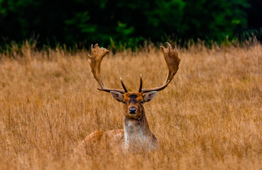 Young fallow deer with antlers resting in the long grass