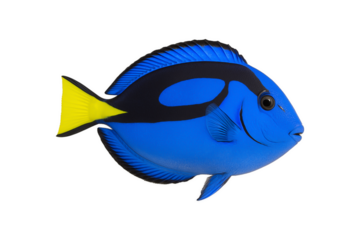 Blue tang fish isolated on transparent background vibrant tropical marine fish with bright blue body and yellow tail, perfect for ocean-themed designs or aquarium , clipping path, Paracanthurus