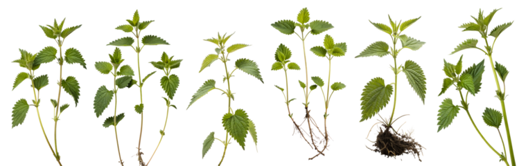 A set of nettles on a white background. Plant concept.