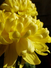yellow chrysanthemum flowers