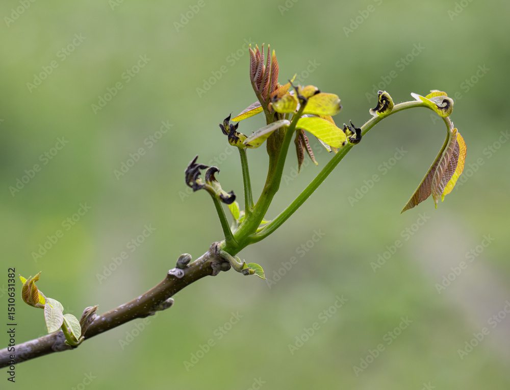 Canvas Prints a leafy branch with a few leaves on it