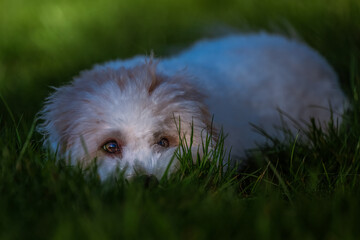 2023-12-31 A WHITE COTON DE TUELAR LYING IN A LUSH GREEN LAWN LOOKING UP WITH BEAUTIFUL EYES ON MERCER ISLAND WASHINGTON