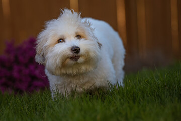 2023-12-31 A WHITE COTON DE TUELAR WITH BEAUTIFUL EYES LOOKING SLIGHTLY UP ON A LUSH GREEN LAWN ON MERCER ISLAND WASHINGTON