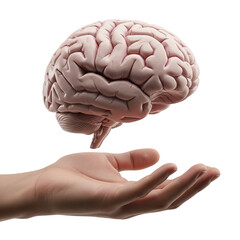A detailed human brain floating above an open hand, isolated on a transparent background, ideal for medical illustrations, scientific presentations, and educational content