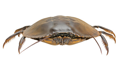 Atlantic horseshoe crab Transparent background, PNG file