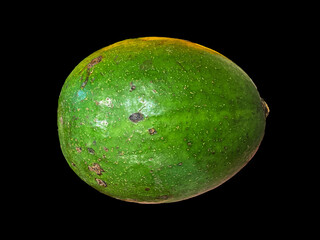 Avocado, also known as alligator pear or avocado pear (Persea americana),