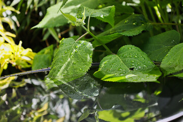 Hydrangea leaves with beautiful raindrops dipping into a small reflecting water basin close-up