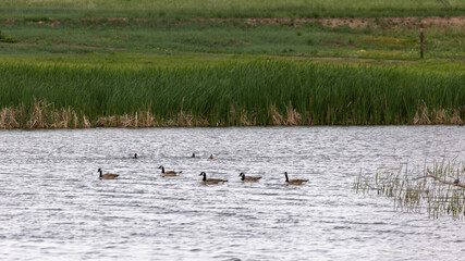 Two ducks glide gracefully across a calm Colorado pond, their vibrant feathers shimmering under the soft sunlight in a peaceful natural setting.
