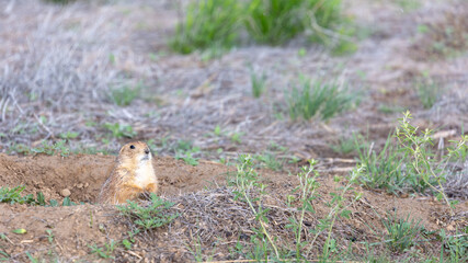 A prairie dog stands alert in the open grasslands between Denver and Boulder, Colorado