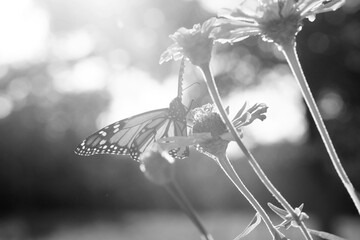 Monarch butterfly closeup on zinnia flowers during summer season in garden, black and white nature scene.