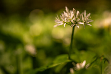 Ail des ours, Ail à larges feuilles (Allium ursinum)