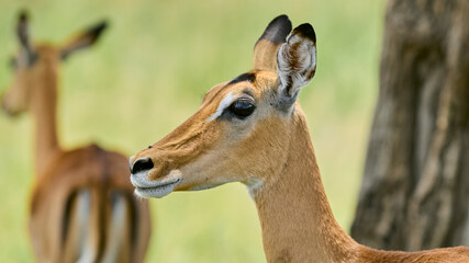 antelope