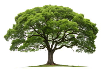 Lush Green Tree with Full Foliage