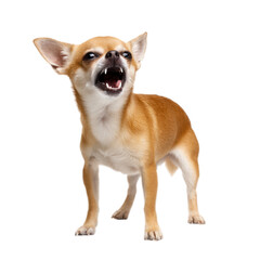 Obraz premium Angry chihuahua dog barking with mouth open isolated on transparent background, png