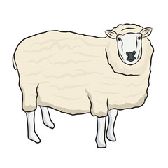 Hand drawn white wool sheep