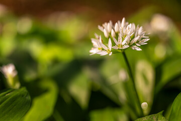 Ail des ours, Ail à larges feuilles (Allium ursinum)