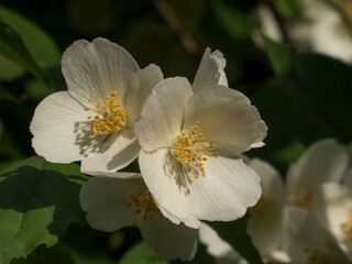 Fragrant White Jasmine Blooms in Sunlight