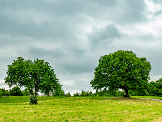 Naturdenkmal Große Linde
