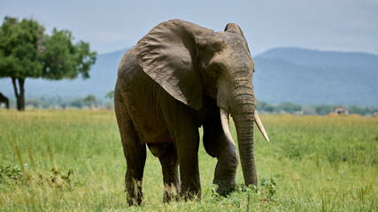 Obraz premium elephant