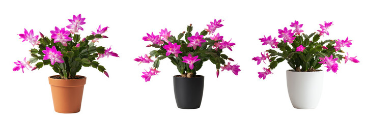 Naklejka premium Christmas cactus plant with pink flower in pot collection, succulent houseplant cut out