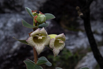 Variety of Cerrado Flower