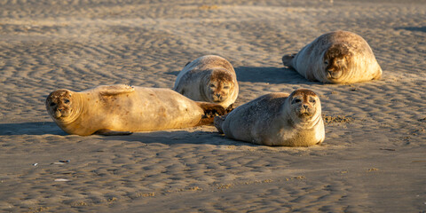 phoques veaux-marins sur le reposoir près du fleuve à marée basse  © Alonbou