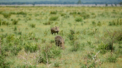 warthog