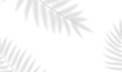 The transparent shadow overlay effect tropical leaves. Realistic shadow of palm branch. Mockup of transparent tropic fern leaves shadow and natural lightning. Vector illustration