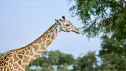 Obraz premium giraffe