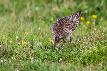 Obraz premium Courlis corlieu (Numenius phaeopus - Eurasian Whimbrel)