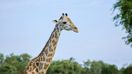 giraffe